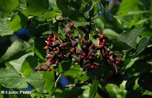 Erythrina caffra Érythrine caffre, Érythrine de Kafrarie graines