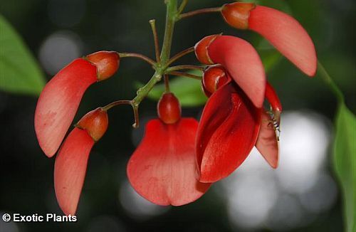 Erythrina crista-galli árbol de coral semillas