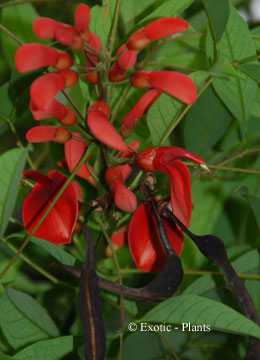 Erythrina crista-galli Erythrine corail graines