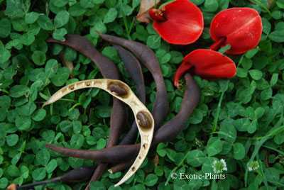 Erythrina crista-galli árbol de coral semillas