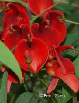 Erythrina crista-galli Erythrine corail graines