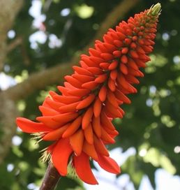 Erythrina livingstoniana Korallenbaum Samen
