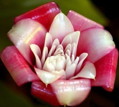 Etlingera venusta Malay Rose graines