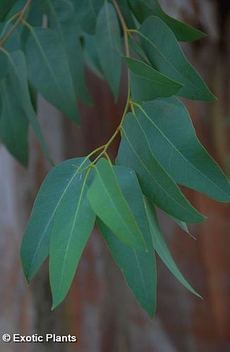 Eucalyptus citriodora Eucalipto citrato semi