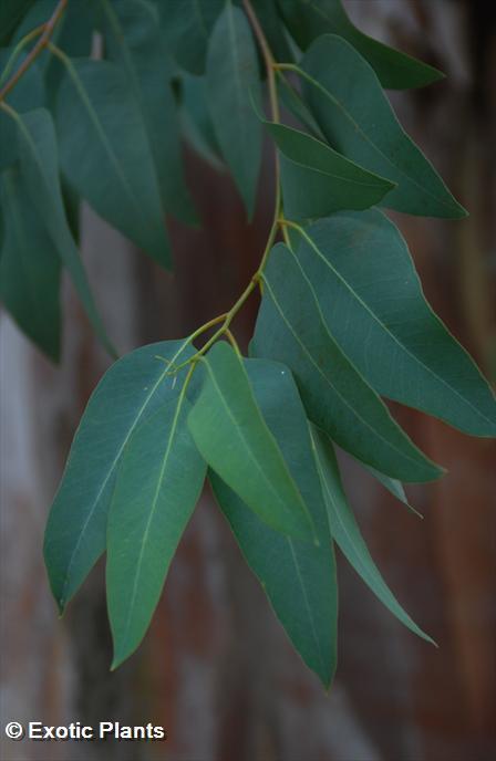 Eucalyptus citronn 100 graines Eucalyptus citriodora
