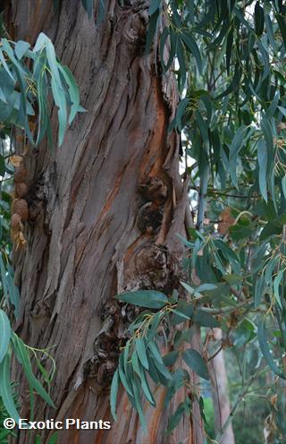 Eucalyptus citriodora Eucalipto citrato semi