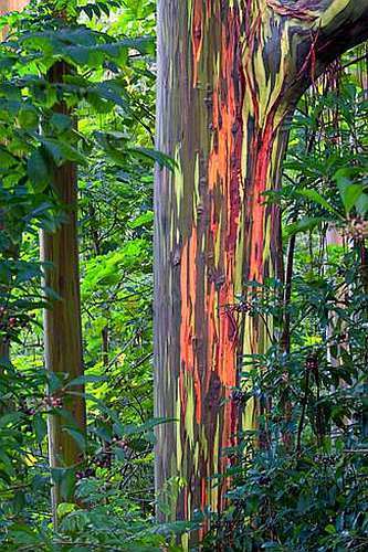 Eucalyptus deglupta Regenbogen Eukalyptus Samen