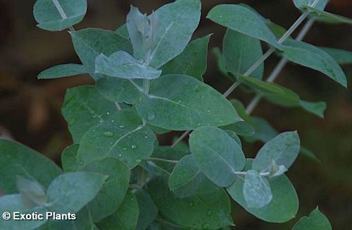 Eucalyptus globulus goma azul de Tasmania semillas