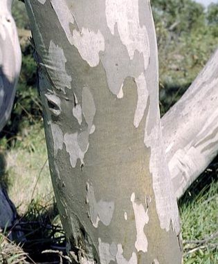 Eucalyptus pauciflora var. debeuzevillei  semillas