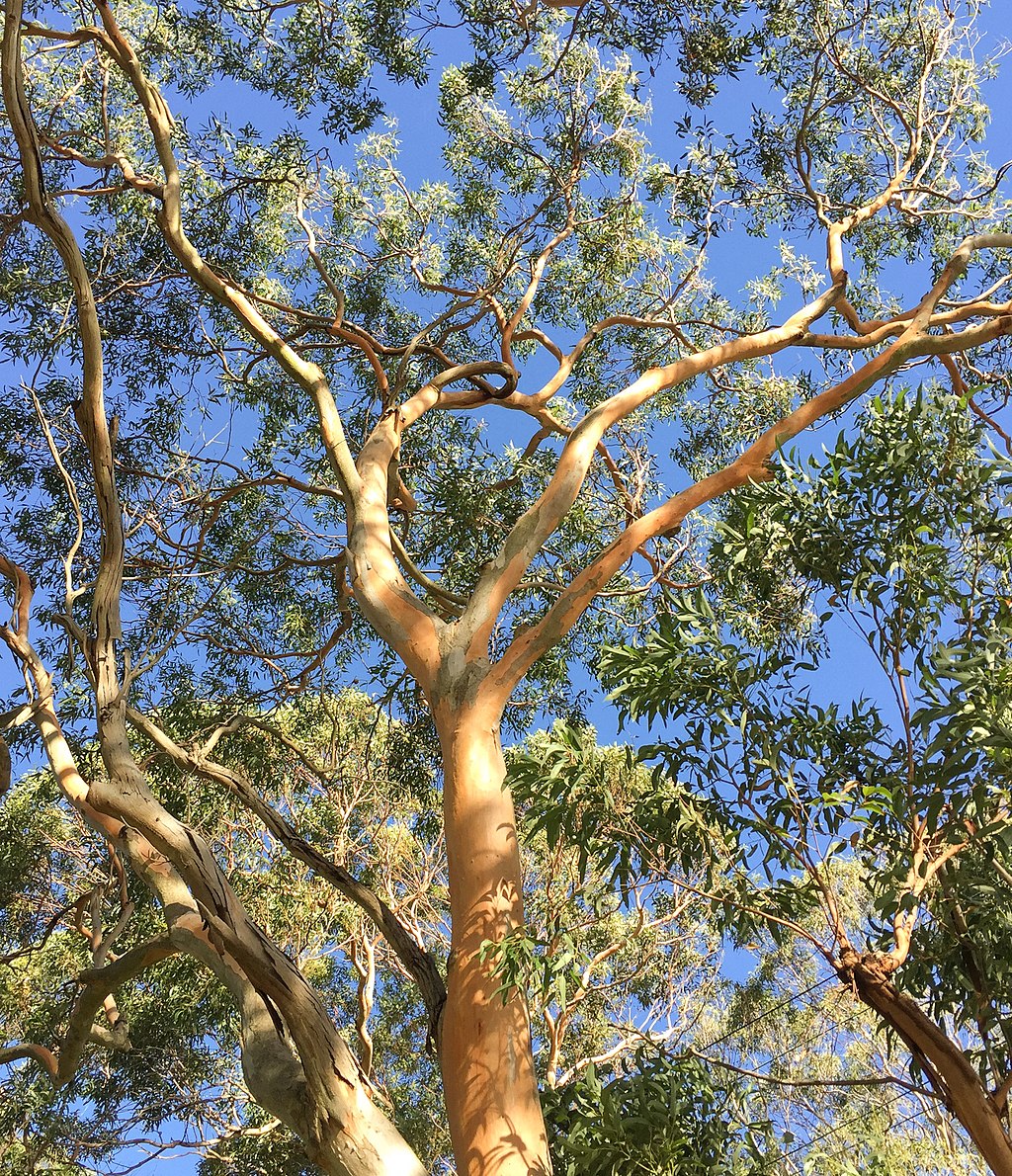 Eucalyptus punctata  semi