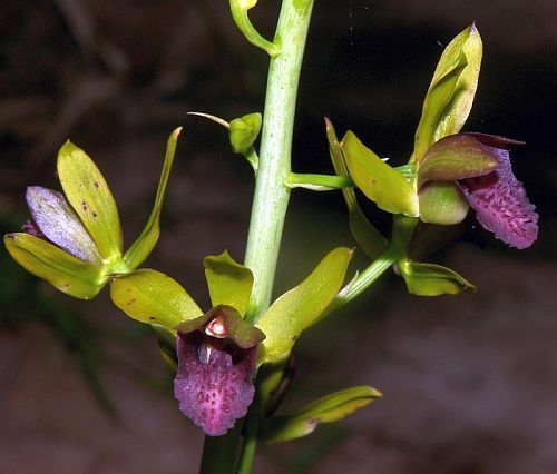 Eulophia alta orquídea semillas