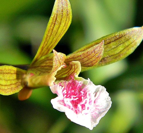 Eulophia graminea Orchideen Samen