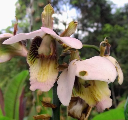 Eulophia horsfallii Orchideen Samen