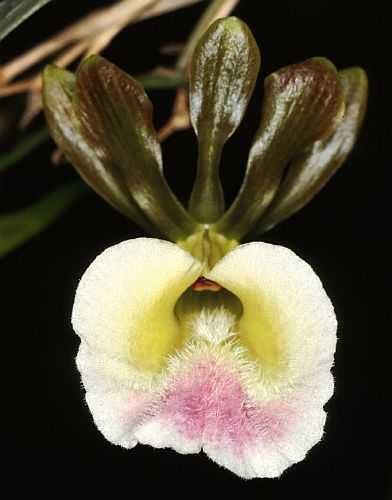 Eulophia petersii orchidea semi