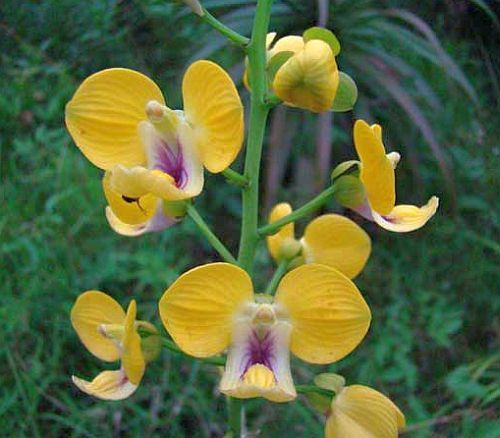Eulophia speciosa orquídea semillas