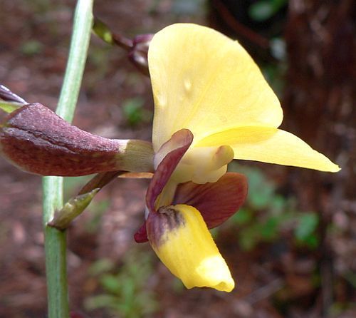 Eulophia streptopetala orchidea semi
