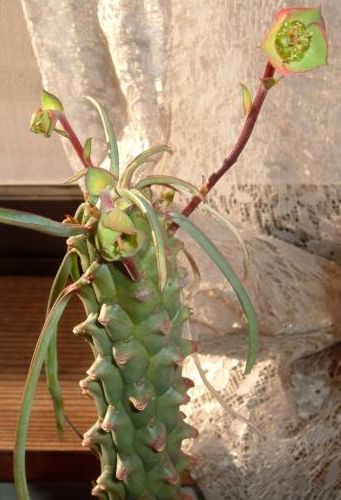 Euphorbia clava planta suculenta semillas