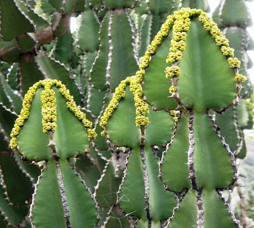 Euphorbia cooperii planta suculenta semillas