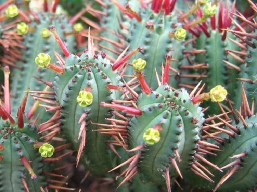 Euphorbia enopla planta suculenta semillas