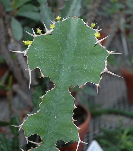 Euphorbia grandicornis  semi