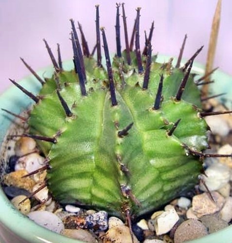 Euphorbia horrida starkbewehrte Wolfsmilch Samen