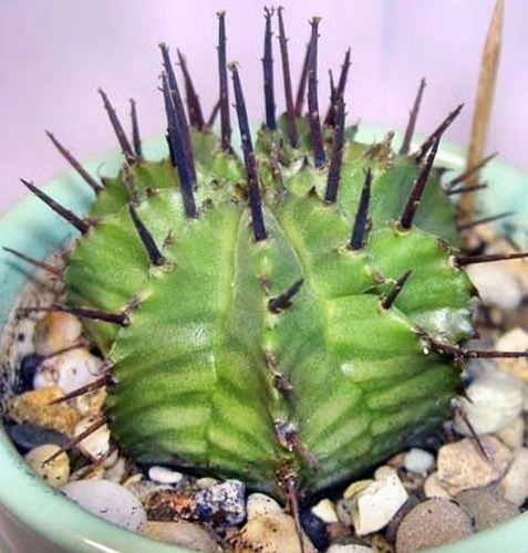 Euphorbia horrida Семена Euphorbia horrida Семена