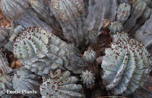 Euphorbia horrida Euphorbe graines