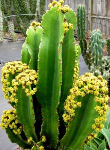 Euphorbia ingens  semillas