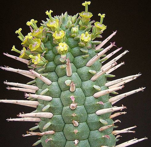 Euphorbia mammillaris Wolfsmilchgewächse Samen