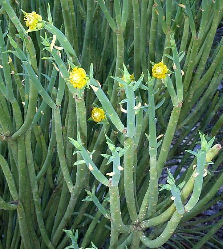 Euphorbia mauritanica planta suculenta semillas