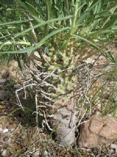 Euphorbia monteroi planta suculenta semillas