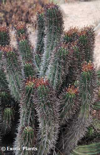 Euphorbia polygona Euphorbe graines