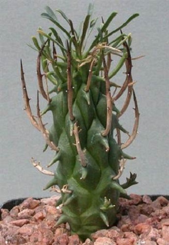 Euphorbia schoenlandii planta suculenta semillas