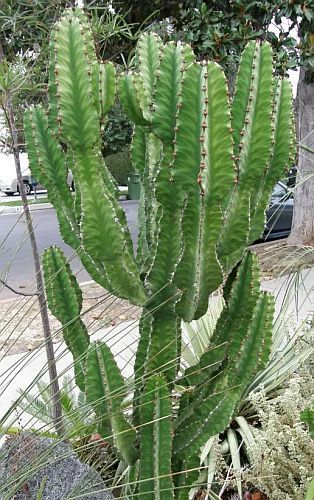 Euphorbia tetragona planta suculenta semillas