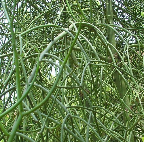 Euphorbia tirucalli planta suculenta semillas