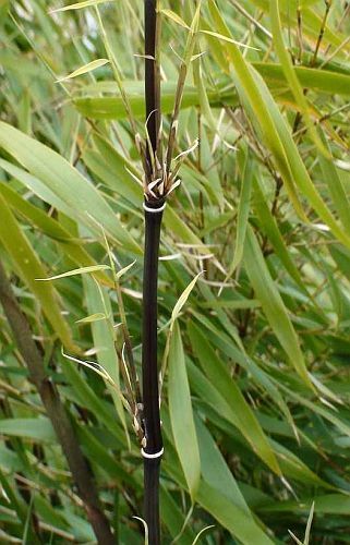 Fargesia albo-cerea Fargesia tallo negro semillas