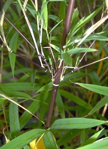 Fargesia fungosa bambù semi