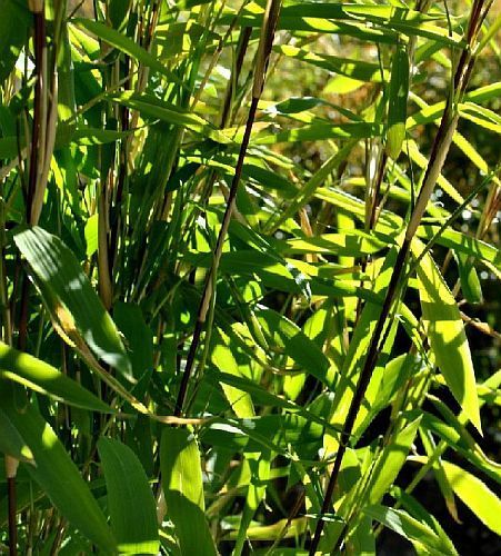 Fargesia gaolinensis bambù semi