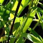 Fargesia gaolinensis ﻿Фаргезия гаолиненсис cемян