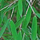 Fargesia huaningensis, winterharter Bambus