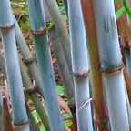 Fargesia papyrifera ﻿Фаргезия бумажная
 cемян
