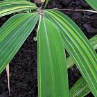 Fargesia similaris ﻿Фаргезия  схожая
 cемян