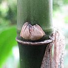 Fargesia yuanjiangensis ﻿Фаргезия юнаньенсис
 cемян