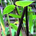 Fargesia yunnanensis, winterharter Bambus