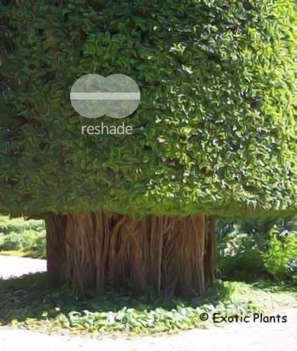 Ficus benghalensis Фикус бенгальский Семена