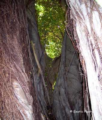 Ficus benghalensis árbol bengalí semillas