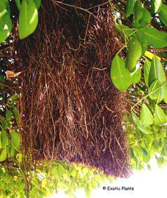 Ficus benghalensis árbol bengalí semillas