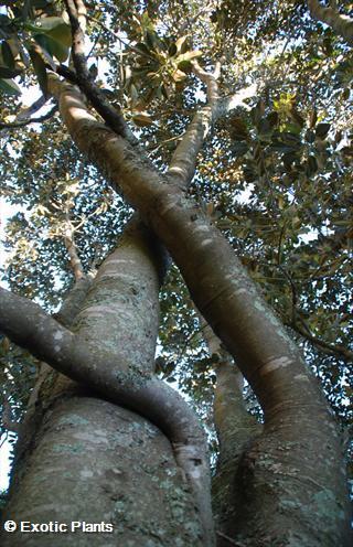 Ficus elastica Árbol del caucho semillas