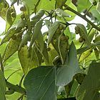 Firmiana simplex, Chinesischer Parasolbaum