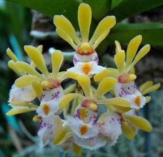 Gastrochilus obliquus Orchidées graines